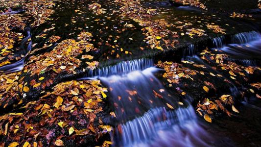 秋天的落叶在河里