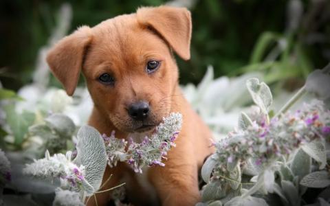 可爱的小狗在花丛中