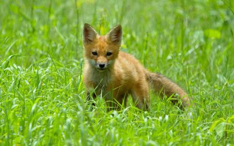 小狐狸在草地上