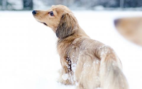 狗在雪地里