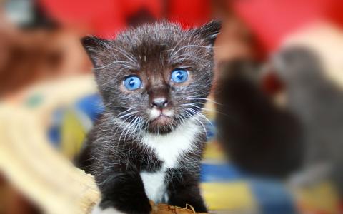 黑色的小猫，蓝色的眼睛