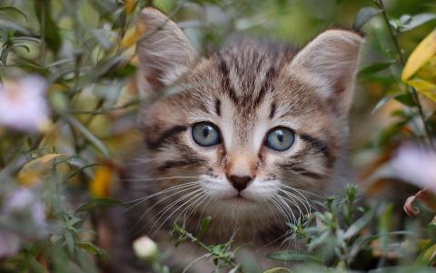 小猫在草地上
