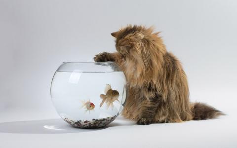 猫好奇的鱼