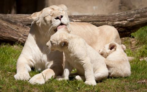 沐浴她的幼崽的母狮