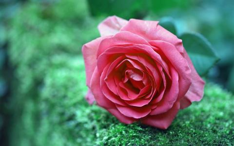 美丽的粉红玫瑰