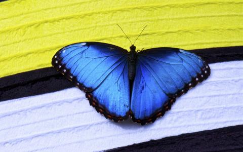 蓝色的蝴蝶