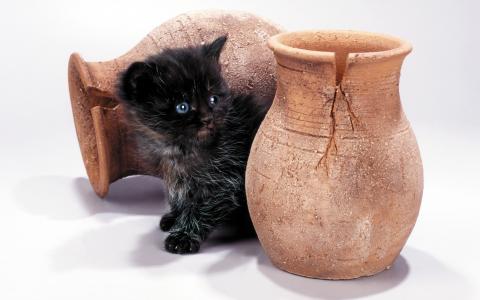 黑色小猫通过破碎的花瓶