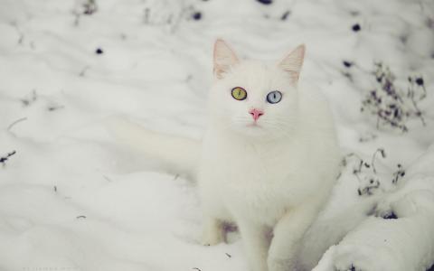 美丽的白色猫在雪地里