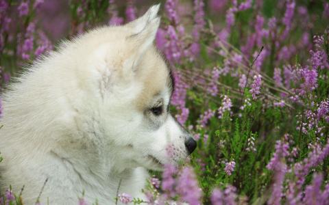 小狗在花丛中