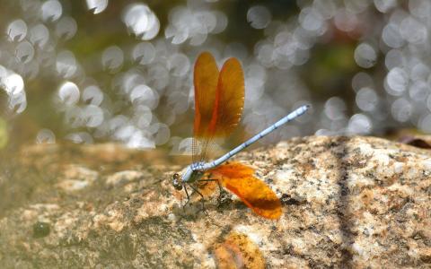 蜻蜓在岩石上