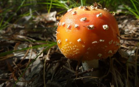 橙色的蘑菇