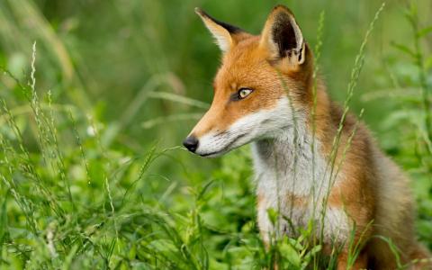 狐貍在草叢中