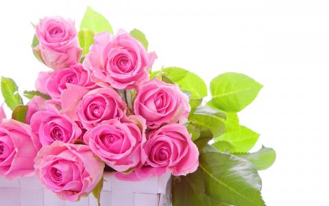 粉红玫瑰花束
