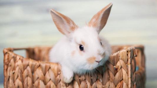 淘氣可愛的小白兔