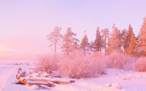 粉红色的夕阳光在多雪的森林