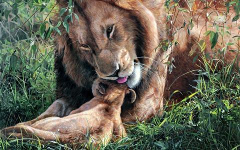 狮子舔它的幼崽