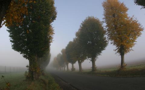 有雾的树木和路