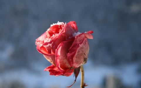 雪粉玫瑰