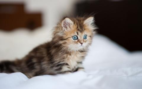 美丽的小猫