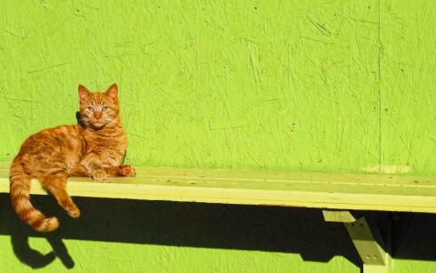 日光浴的猫