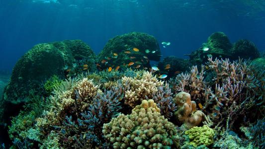 珊瑚和鱼在海洋中