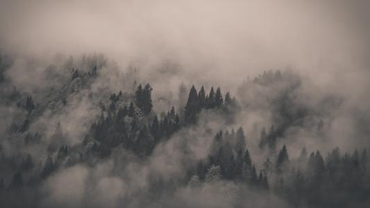 雾覆盖冷杉森林