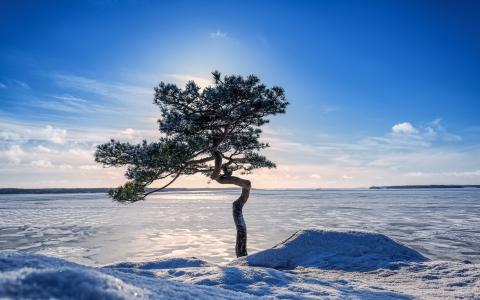 孤独的冰冻的树