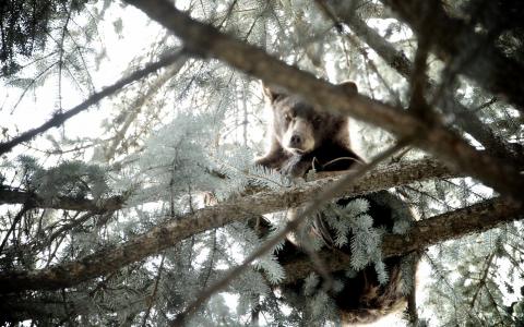 小熊在树上