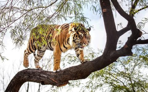 老虎在树上