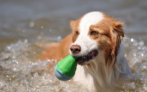 用它的玩具在水中的狗