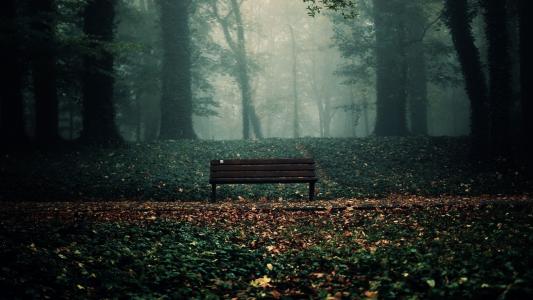 在秋天的树林长凳