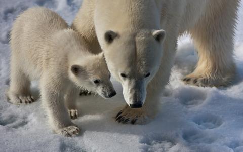 北极熊和它的幼崽