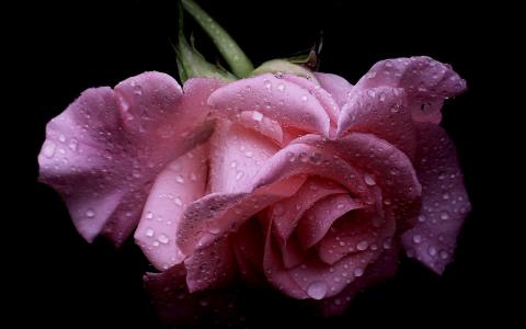 湿玫瑰