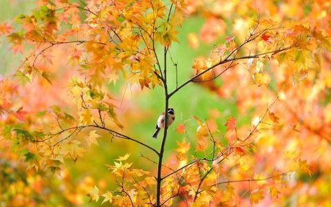 麻雀通过秋天的落叶