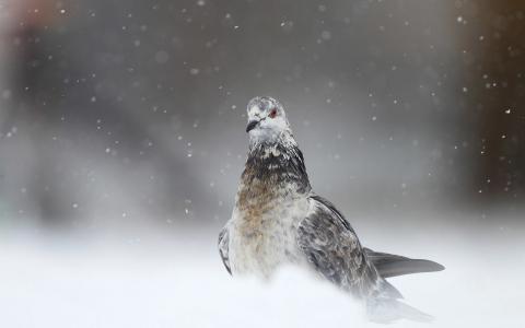 鸽子在雪地里