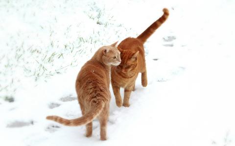 猫在雪地里