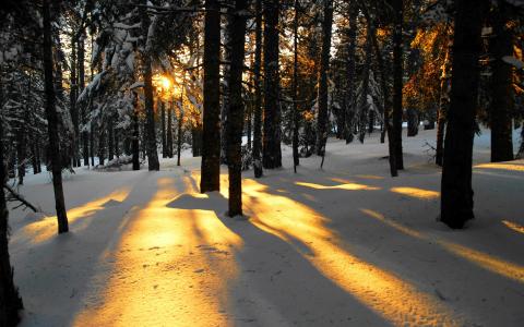 阳光在多雪的森林里