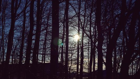 阳光照耀在森林里