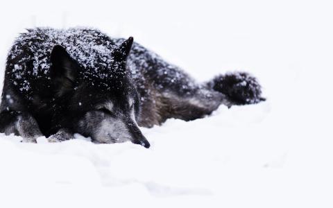 狼睡在雪地上