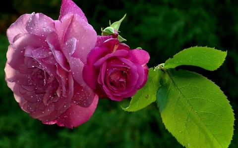 开花的粉红色玫瑰