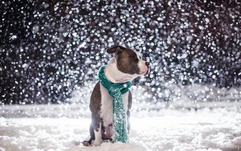 享受雪的狗