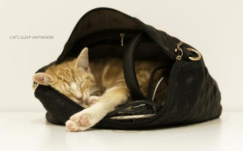 猫睡在包里