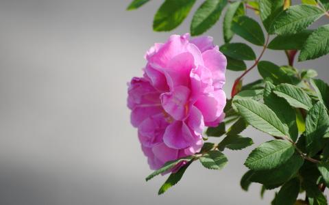 粉红色的盛开的玫瑰