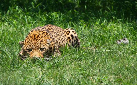 豹子躲在草地上