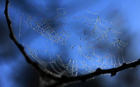 蜘蛛网与水滴