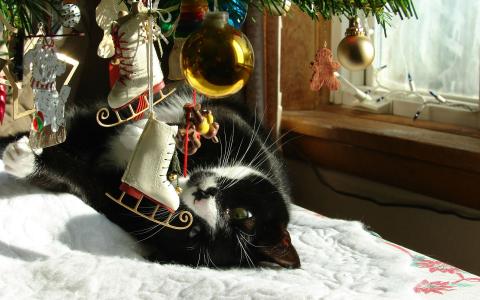 猫在圣诞树下