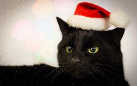 黑猫与圣诞老人的帽子