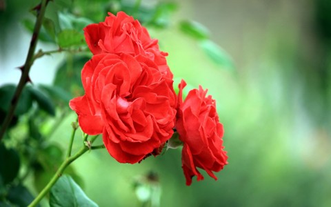 美丽的红色的花