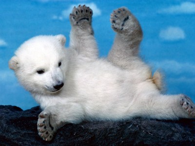 萌萌哒的小北极熊