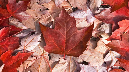 加拿大自然旗壁纸